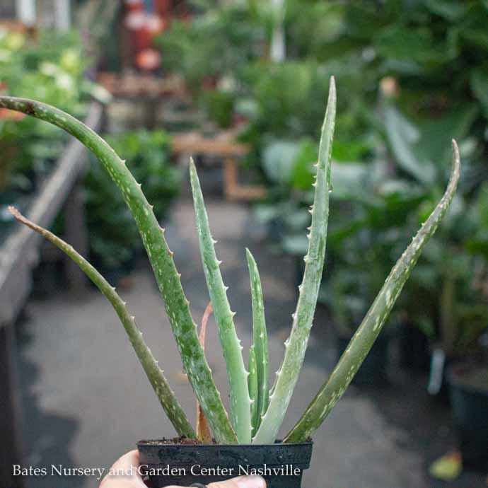 4p! Aloe Vera /Tropical