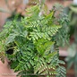 6p! Fern - Rabbit's Foot Fern /Paw /Tropical