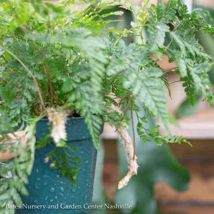 6p! Fern - Rabbit's Foot Fern /Paw /Tropical