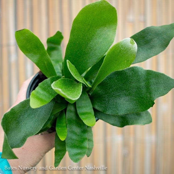 6p! Fern - Staghorn Fern /Tropical