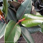 8p! Ficus elastica Burgundy BUSH/ RubberTree /Tropical