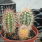 6p! Cactus Assorted /Tropical
