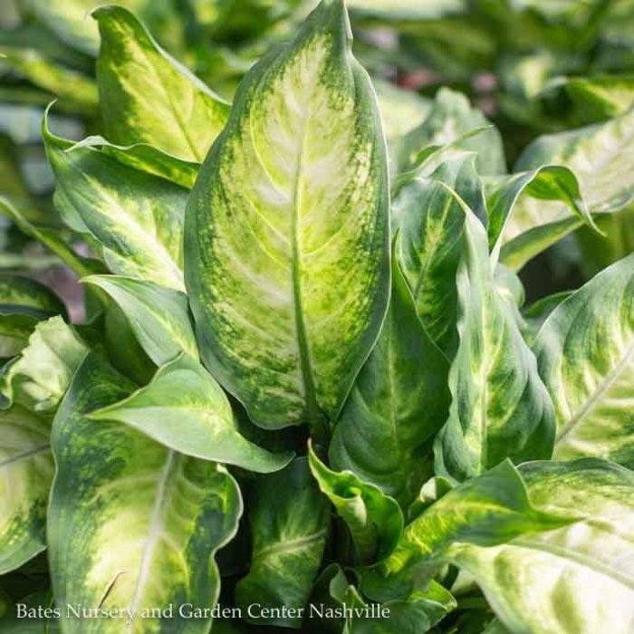 6p! Dieffenbachia /Dumb Cane /Tropical