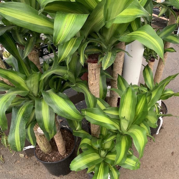 10p! Dracaena Massangeana Cane 3-2-1 /Corn Plant /Tropical