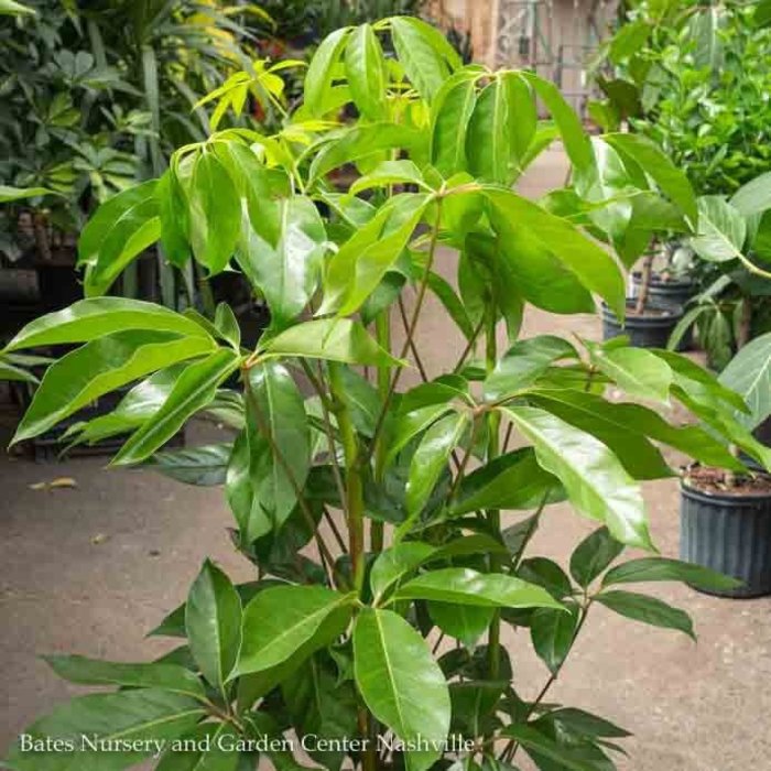 10p! Schefflera Amate / Umbrella Plant /Tropical