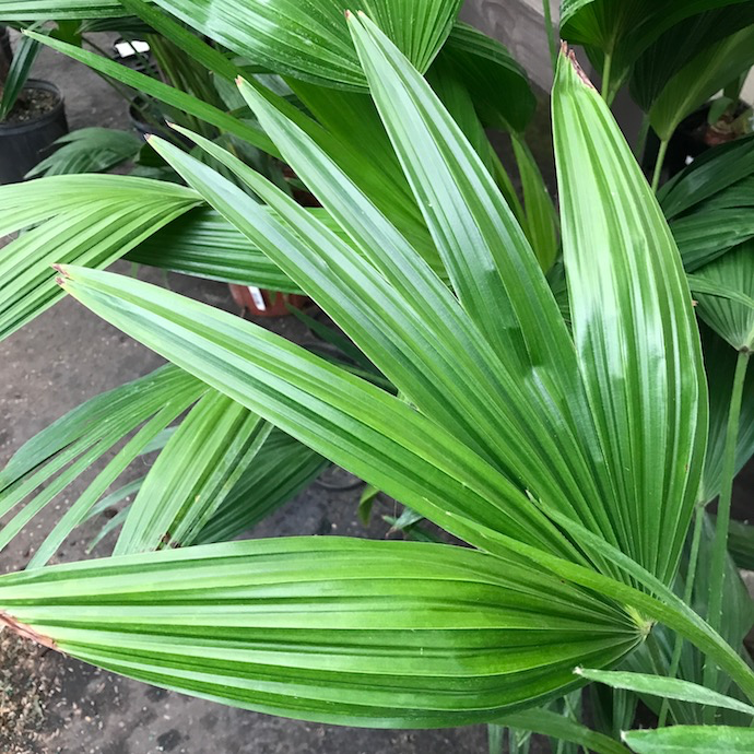 10p! Palm Livistonia / Chinese Fan Palm /Tropical