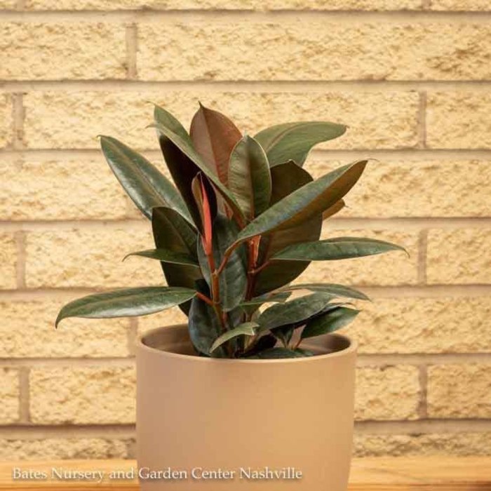 6p! Ficus e Burgundy BUSH /RubberTree /Tropical