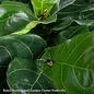 14p! Ficus Lyrata STD Standard /FiddleLeaf Fig /Tropical No Warranty