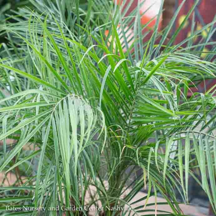 10p! Palm Phoenix roebellini/Pygmy Date Palm /Tropical