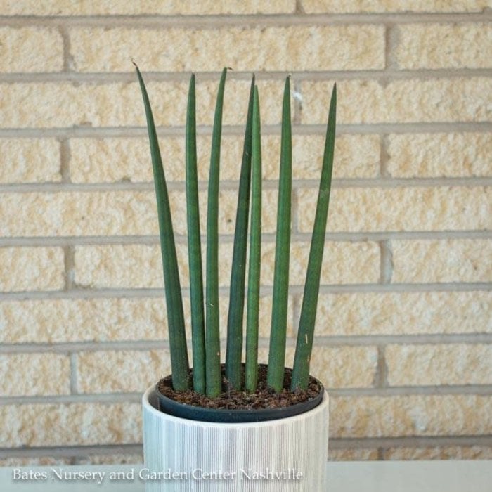 6p! Sansevieria Cylindrica /Mother-in-Law Tongue /Snake Plant /Tropical