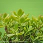6p! Crassula / Jade Plant /Tropical