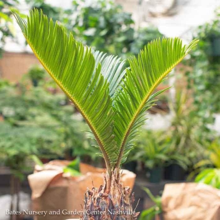 6p! Palm Cycas Revoluta / Sago Palm /Tropical