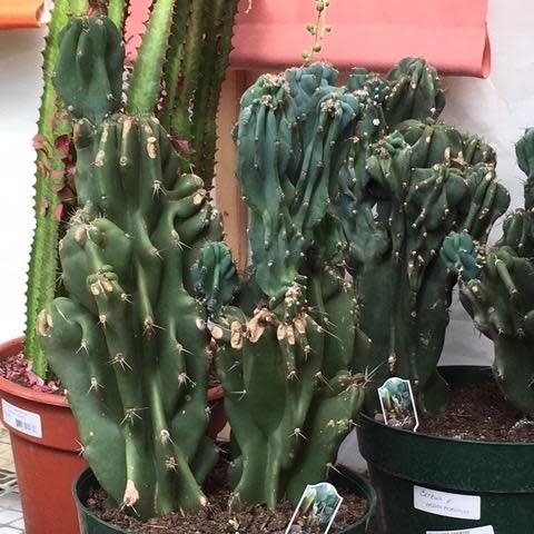 10p! Cactus Assorted /Tropical