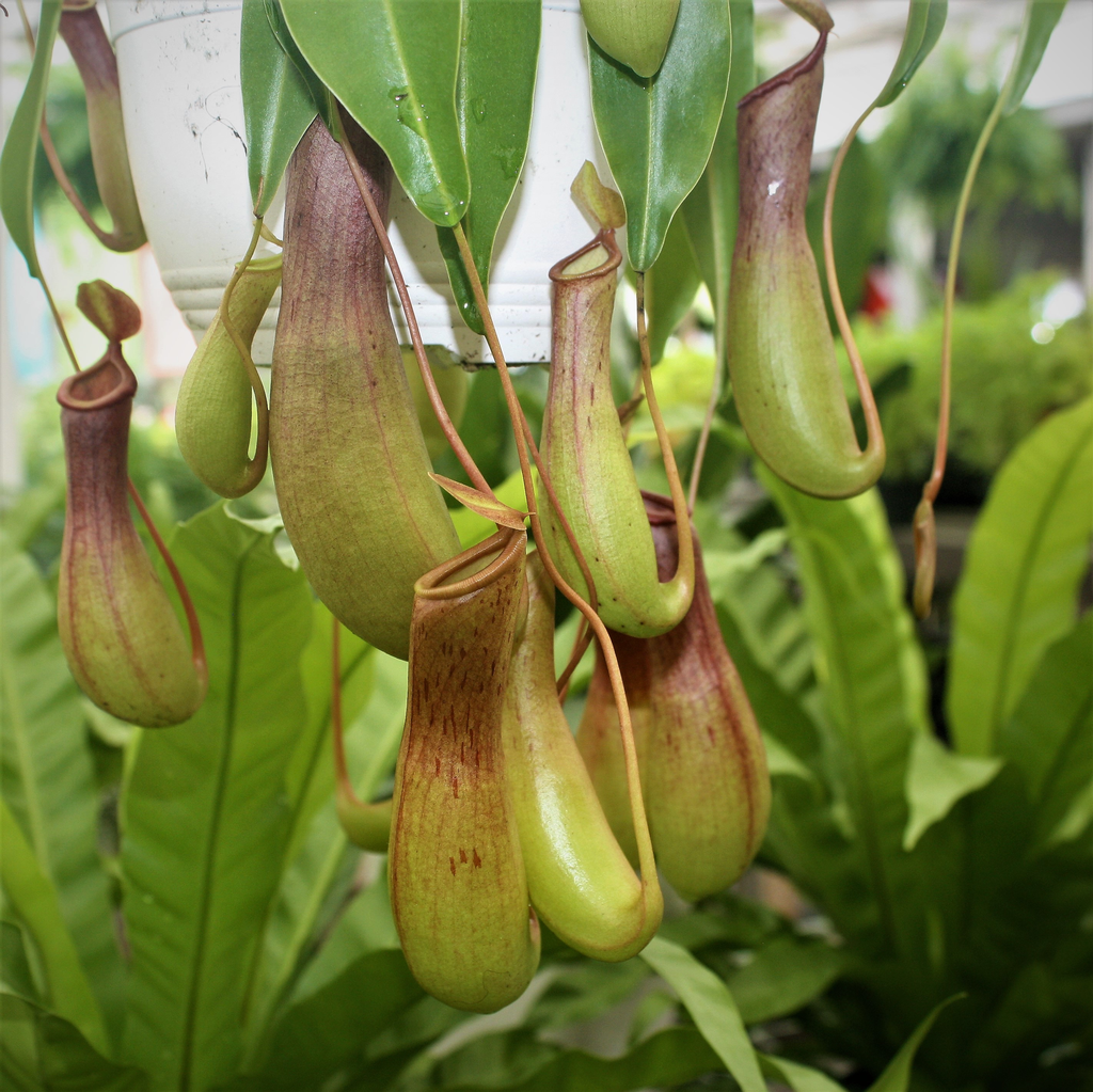6hb! Nepenthes alata / Pitcher Plant /Tropical
