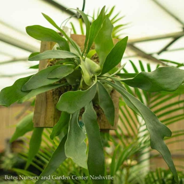 12p! Fern Staghorn Fern on Cedar Plaque /Tropical