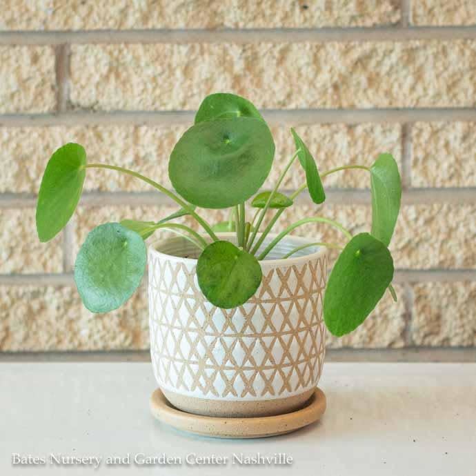 Rose Accent Decor Pepe Ceramic Pot Small Rose Accent Decor Pepe Ceramic Pot Small