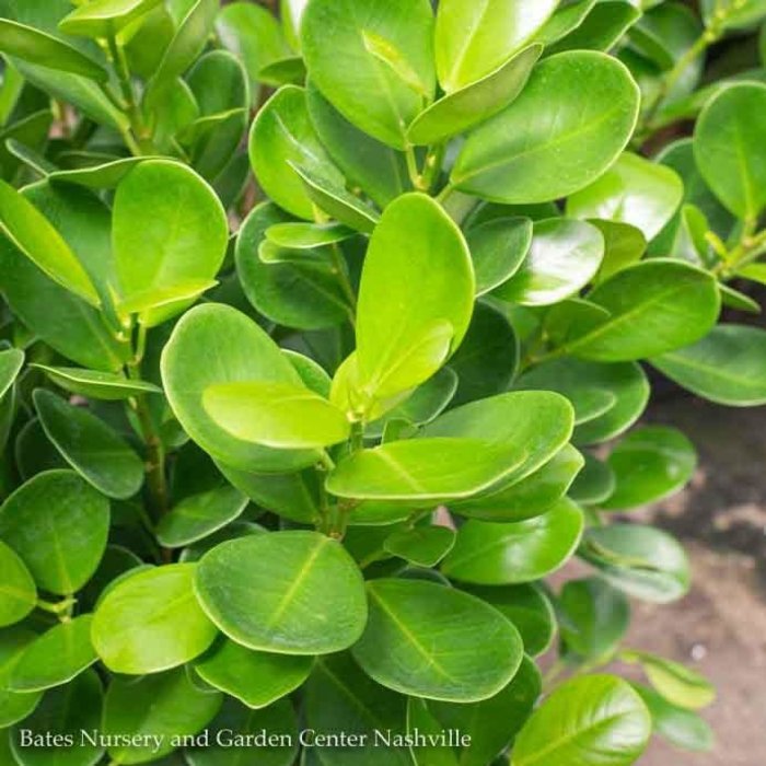 10p!  Ficus Moclame STD or BRAID /Tropical- No Warranty