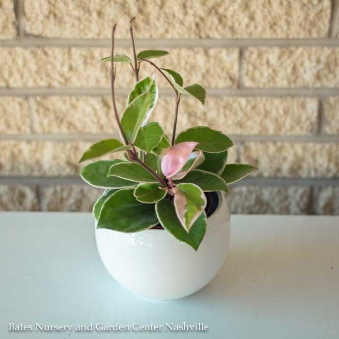 4p! Hoya /Wax Plant Asst /Tropical