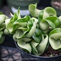 4p! Hoya /Wax Plant Asst /Tropical