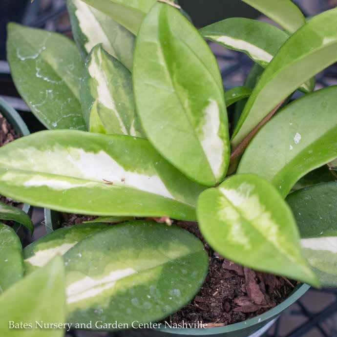4p! Hoya /Wax Plant Asst /Tropical