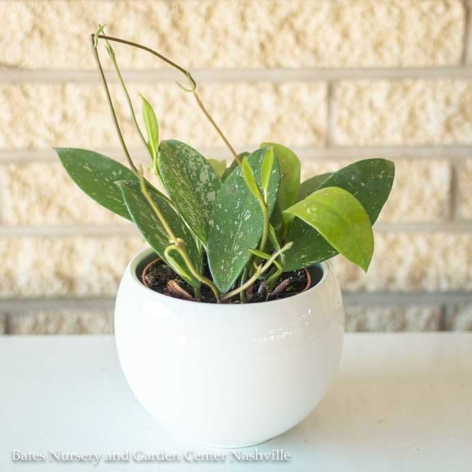 4p! Hoya /Wax Plant Asst /Tropical
