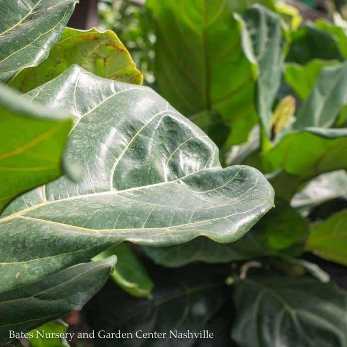 6p! Ficus Lyrata Bush / FiddleLeaf Fig /Tropical - No Warranty