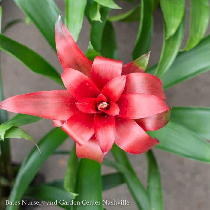 4p! Bromeliad Assortment /Tropical