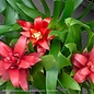 4p! Bromeliad Assortment /Tropical