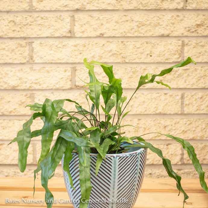 F10Foliage/Houseplants 6p! Fern Kangaroo Paw Fern /Tropical Bates