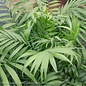 10p! Palm Neanthe Bella / Parlor Palm /Tropical