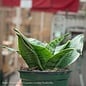 4p! Sansevieria Hahnii /Mother-in-Law Tongue /Snake Plant /Tropical