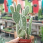 4p! Cactus Opuntia Asst  /Tropical - No Warranty