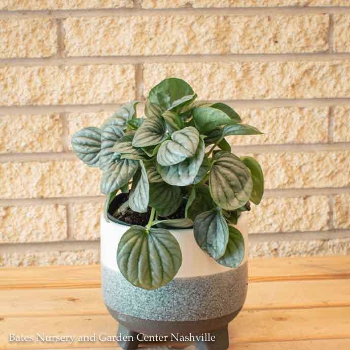 6p! Peperomia Frost /Tropical