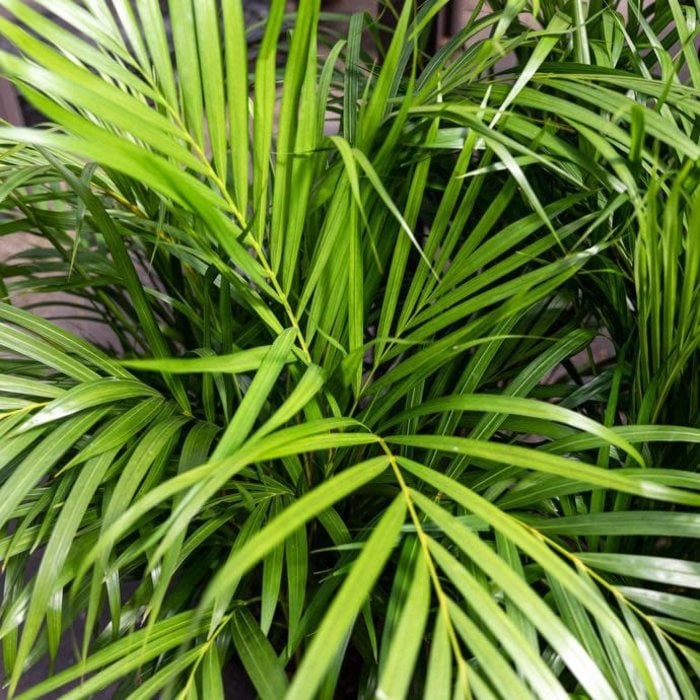 6p! Palm Dypsis lutescens / Areca Palm /Tropical