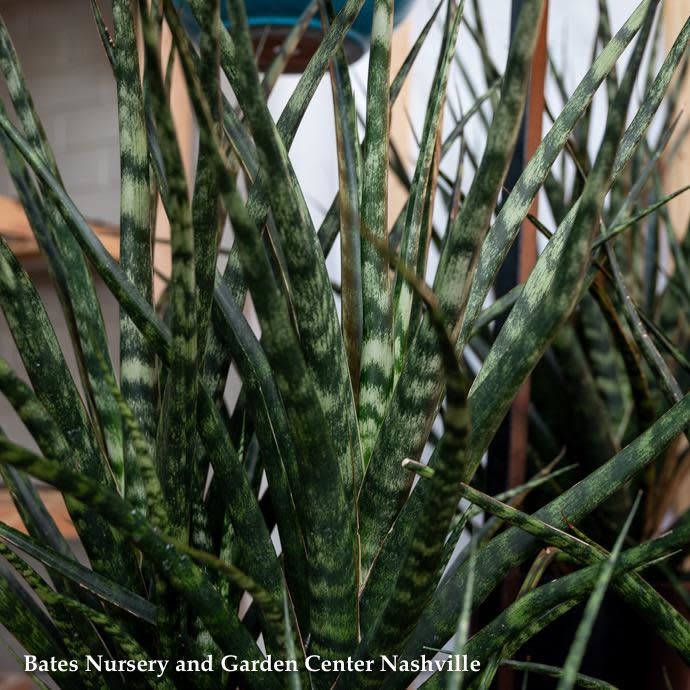 6p! Sansevieria Fernwood /Mother-in-Law Tongue /Snake Plant /Tropical