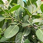 10p! Ficus Audrey STD /Tropical