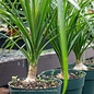 4p! Palm Beaucarnea rec / Ponytail Palm STUMP /Tropical