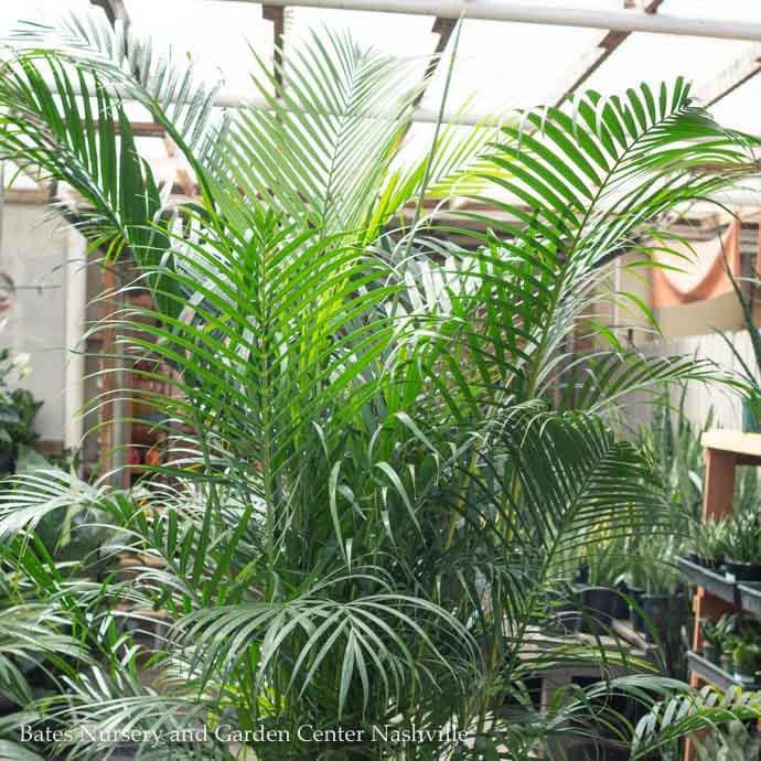 14p! Palm Dypsis lutescens / Areca Palm /Tropical