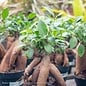 4p! Ficus Microcarpa 'Ginseng' /Tropical