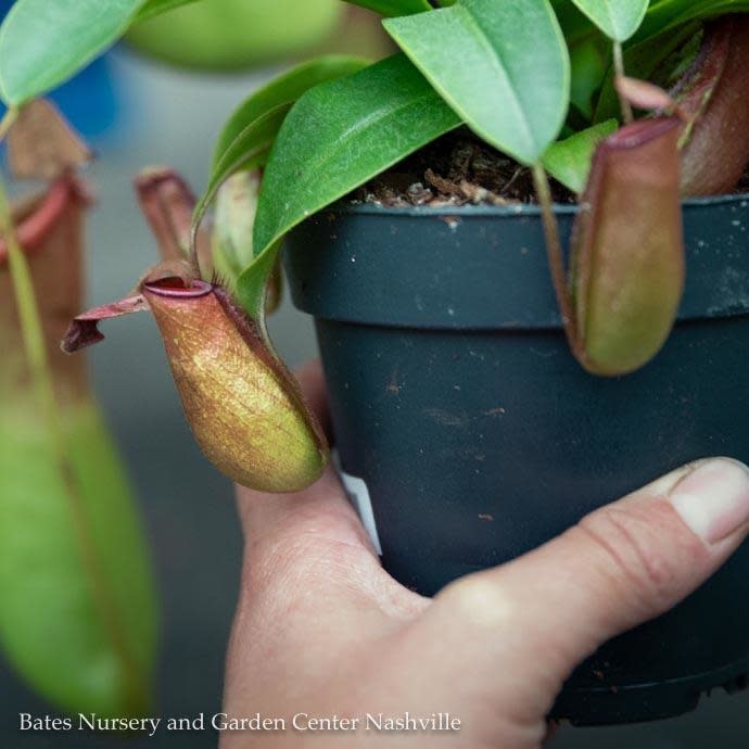 4.5p! Nepenthes Lady Luck / Pitcher Plant /Tropical