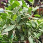 14p! Ficus Audrey STD /Tropical