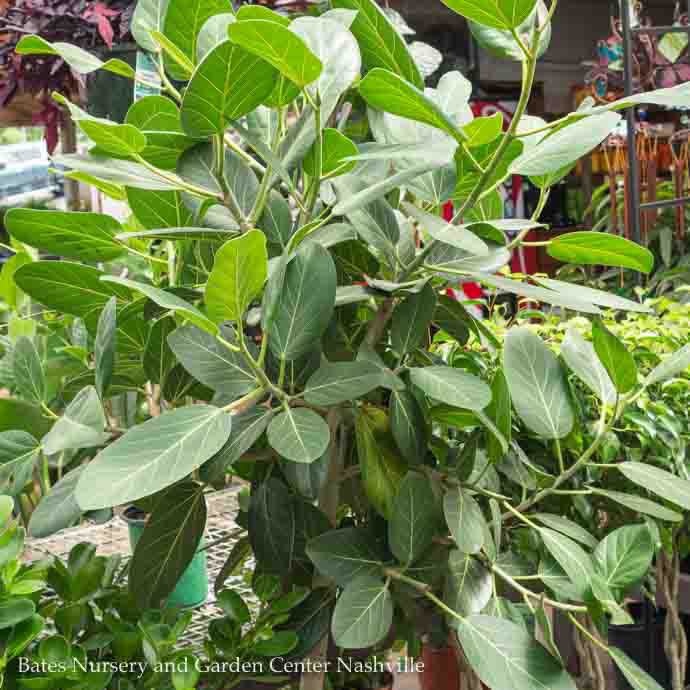 14p! Ficus Audrey STD /Tropical