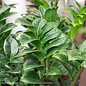 6p! Zamioculcus Zenzi Plant / Curled ZZ Plant /Tropical