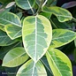 8p! Ficus Altissima Variegated STD /Tropical