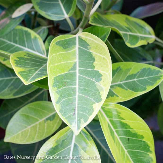 8p! Ficus Altissima Variegated STD /Tropical