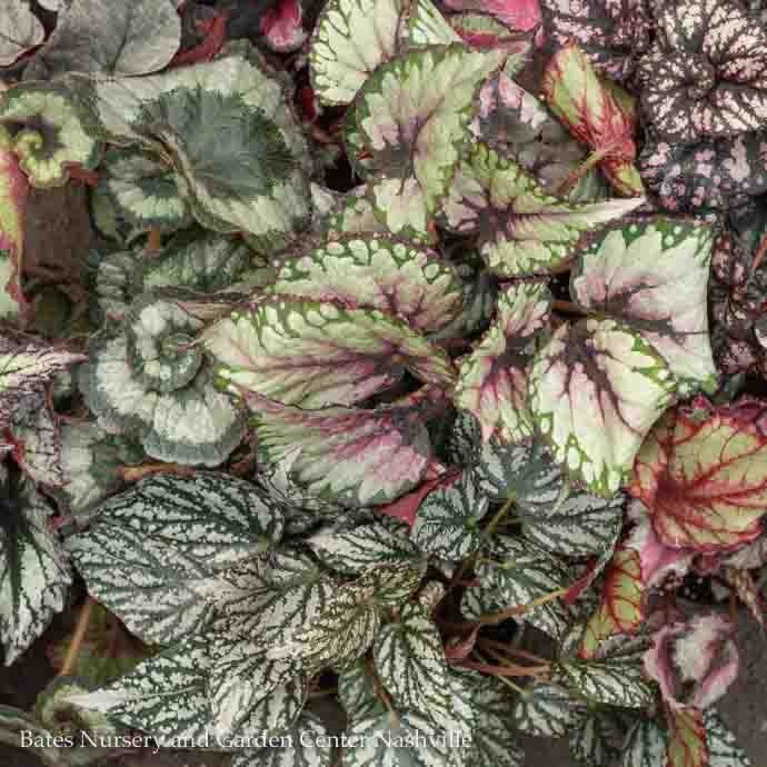 F10-Foliage/Houseplants 4p! Begonia - Rex Begonia Premium /Tropical - Bates  Nursery & Garden Center