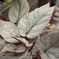 4p! Begonia - Rex Begonia  Premium /Tropical