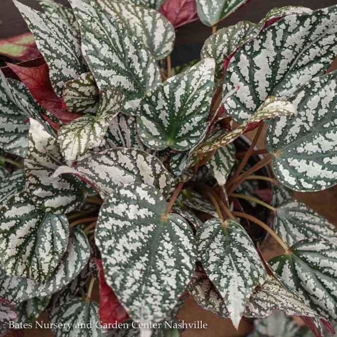 4p! Begonia - Rex Begonia  Premium /Tropical