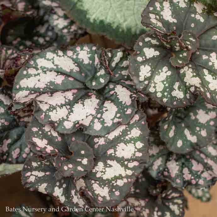 4p! Begonia - Rex Begonia  Premium /Tropical