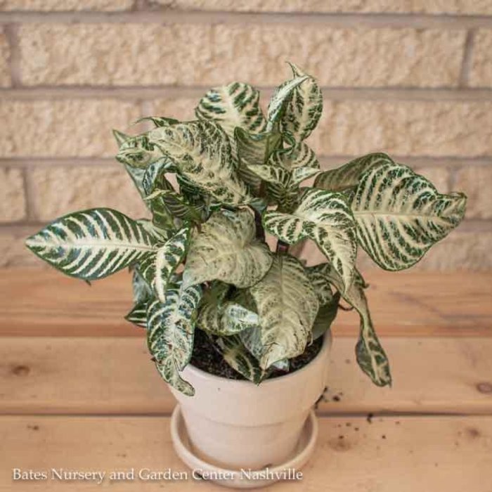 4p! Aphelandra squarrosa / Zebra Plant /Tropical